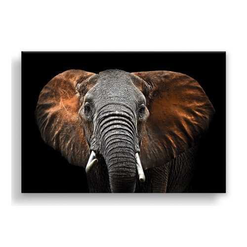 Canvas Silver Uno Elephant kép