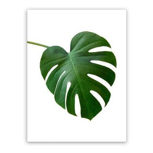 Monstera vászonkép