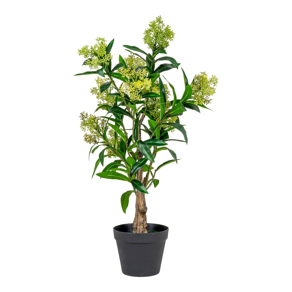 Műnövény Skimmia – House Nordic